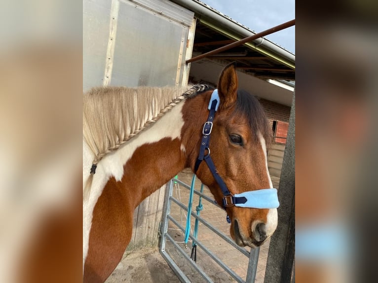 Haflinger Mix Mare 16 years 14,2 hh Pinto in Leer (Ostfriesland)