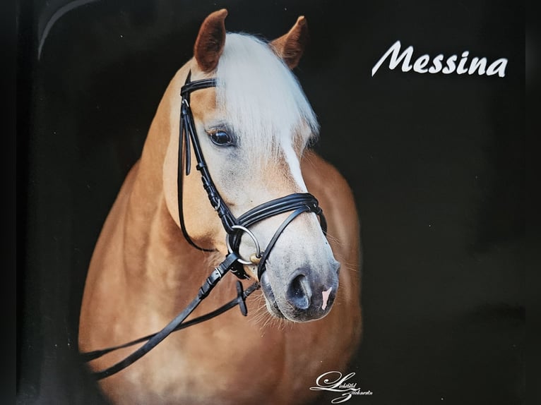 Haflinger Mare 16 years 14.3 hh Chestnut-Red in Meinersen/ Päse