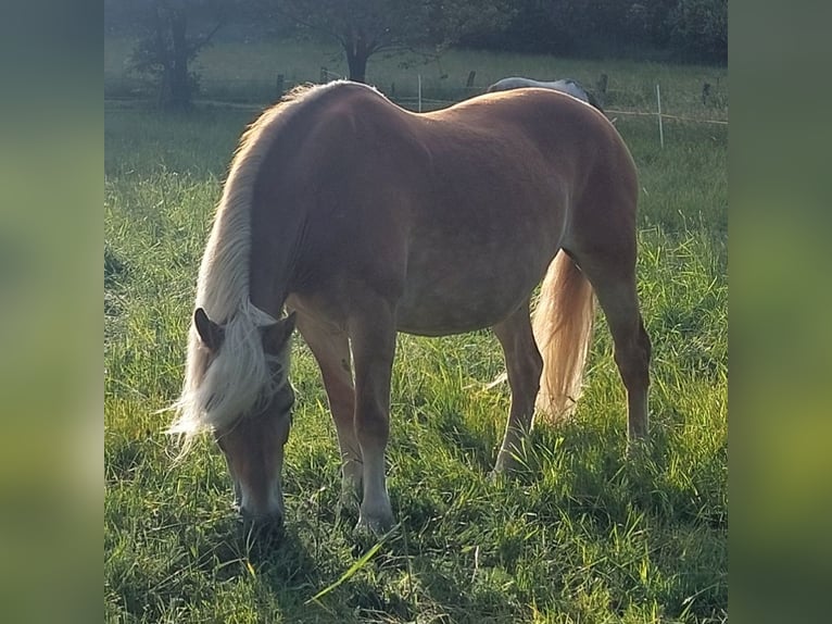 Haflinger Mare 16 years 14 hh  in Vöhl