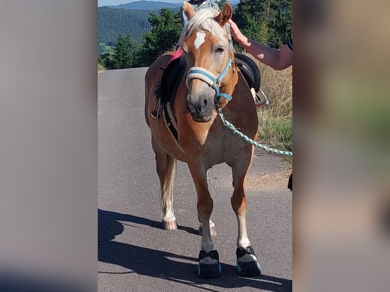 Haflinger Mare 16 years 14 hh  in Vöhl