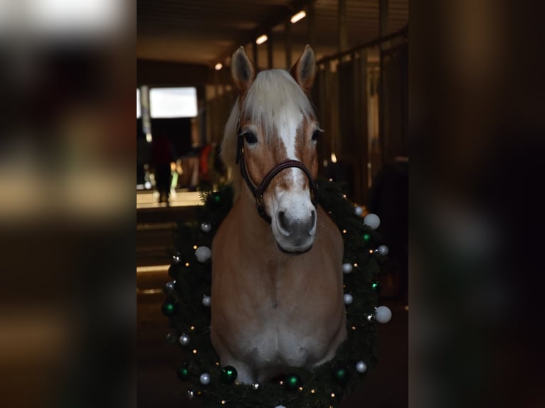 Haflinger Mare 16 years 14,1 hh Chestnut-Red in Volkertshausen