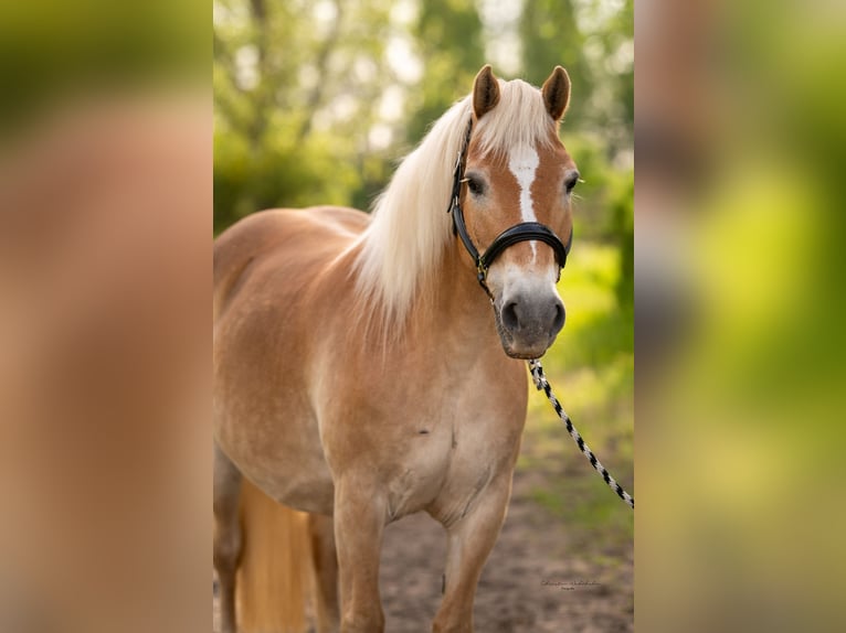 Haflinger Mare 16 years 14,1 hh Chestnut-Red in Trebbin