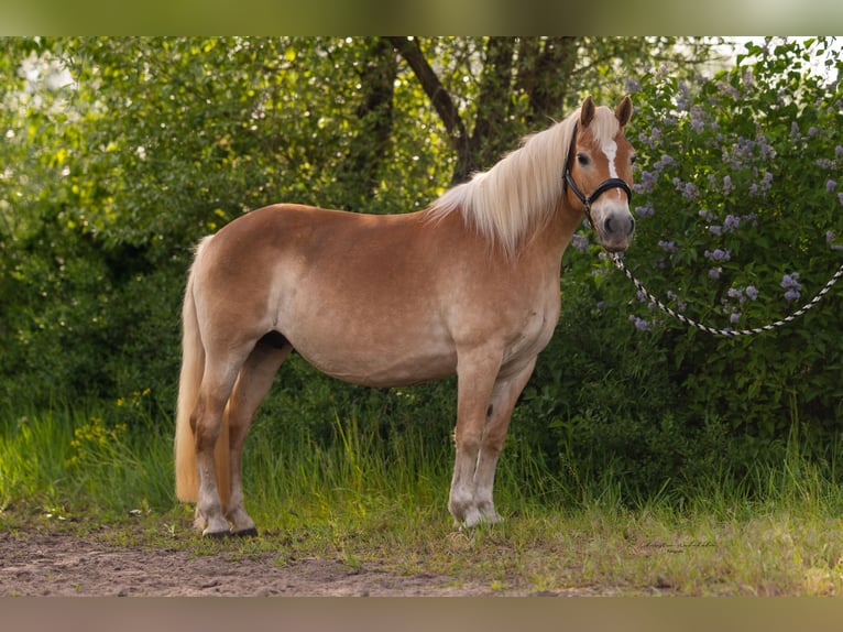 Haflinger Mare 16 years 14,1 hh Chestnut-Red in Trebbin