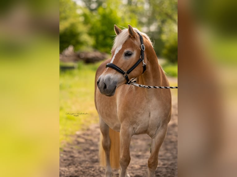 Haflinger Mare 16 years 14,1 hh Chestnut-Red in Trebbin