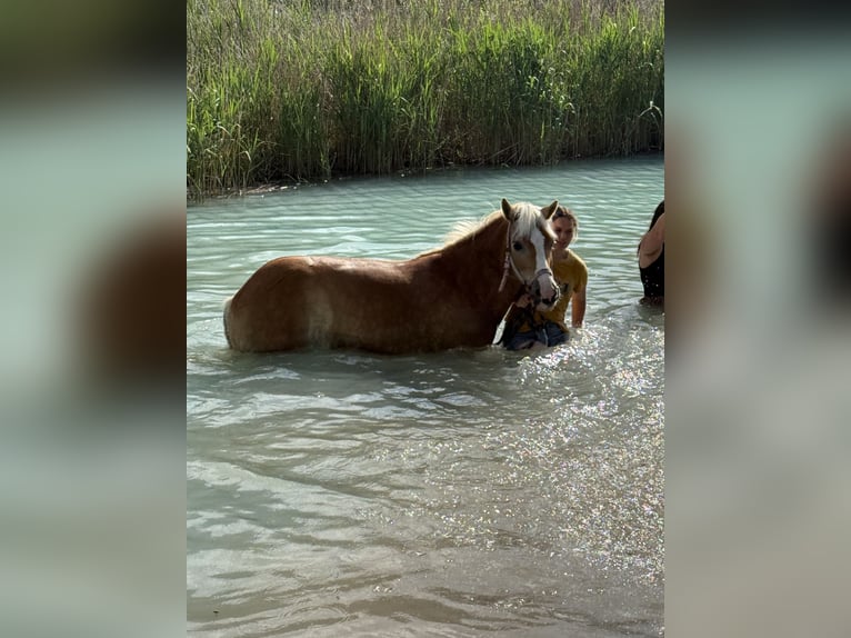Haflinger Mare 16 years 14,1 hh Palomino in Kitzbühel