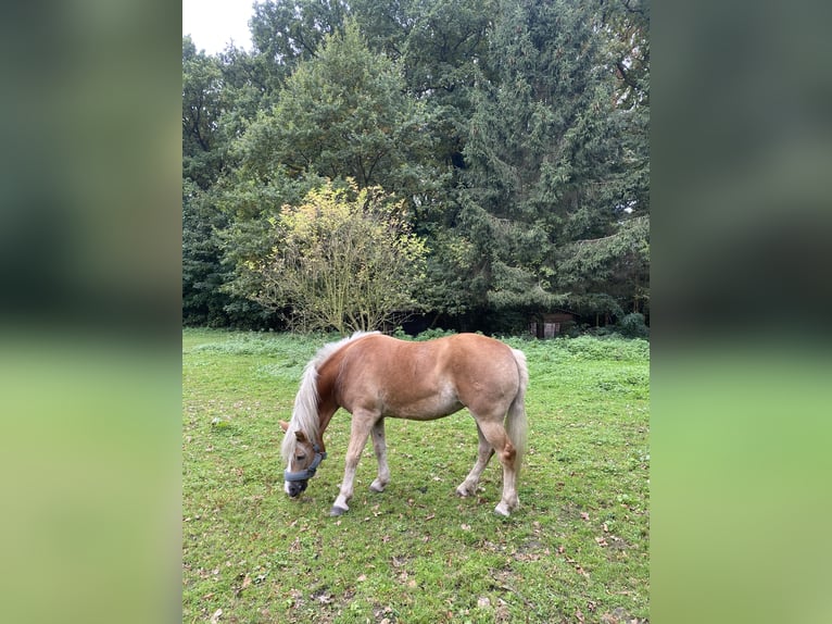 Haflinger Mare 16 years 14,2 hh Chestnut-Red in Bergkamen