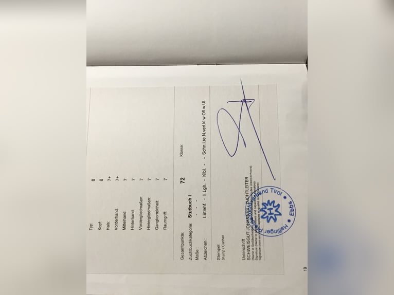 Haflinger Mare 16 years 14,2 hh  in Friesoythe