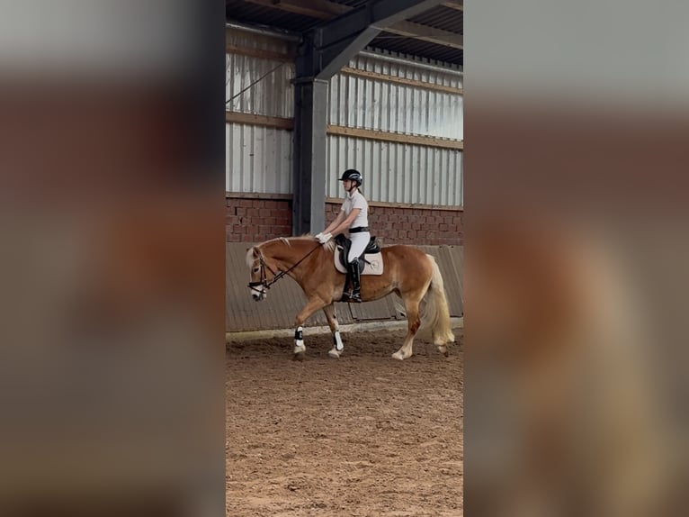 Haflinger Mare 16 years 14,2 hh  in Friesoythe