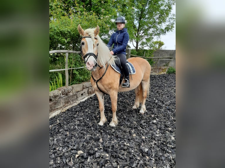 Haflinger Mare 16 years 14,3 hh Chestnut-Red in Dittersdorf