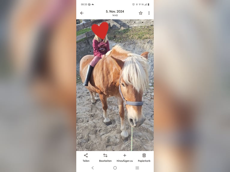 Haflinger Mare 16 years 14,3 hh in Telfs
