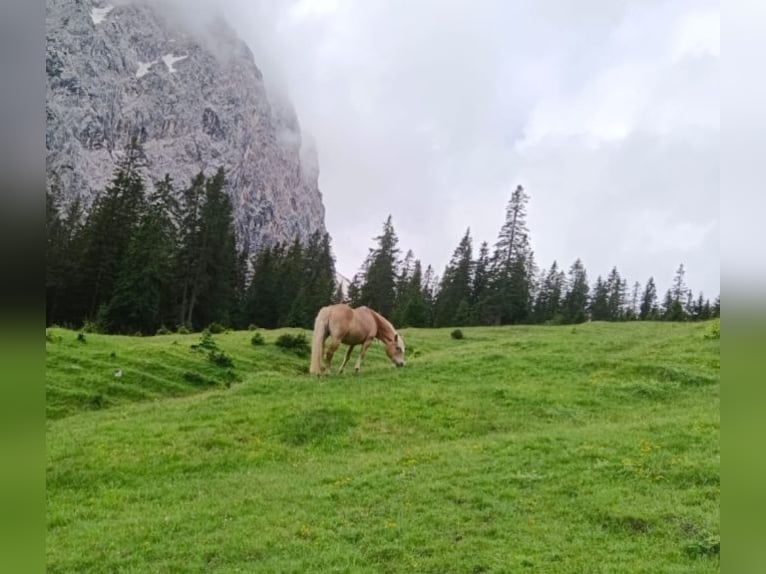 Haflinger Mare 16 years 14,3 hh in Telfs