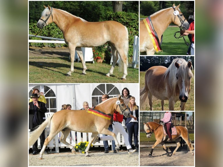 Haflinger Mare 16 years in Den Ham