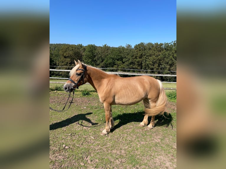 Haflinger Mix Mare 17 years 13,1 hh Palomino in Altleiningen