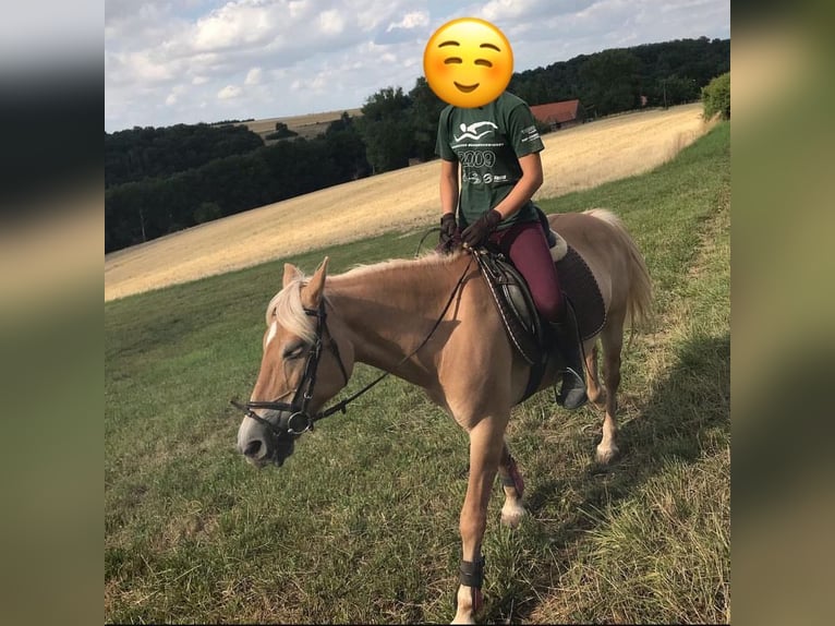 Haflinger Mix Mare 17 years 13,1 hh Palomino in Altleiningen