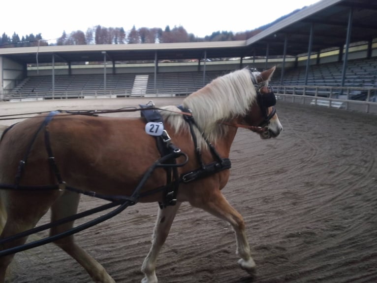 Haflinger Mare 17 years 14.2 hh  in Landeck