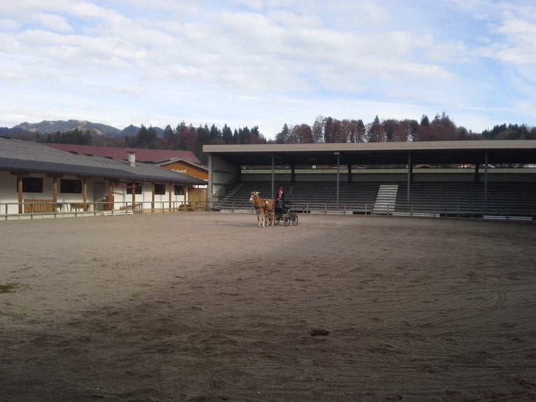 Haflinger Mare 17 years 14.2 hh  in Landeck