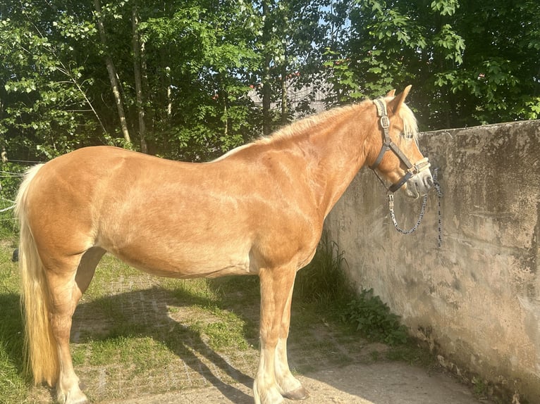 Haflinger Mare 17 years 14,2 hh Chestnut-Red in Obernbreit