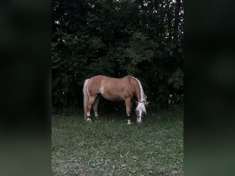 Haflinger Mare 17 years 14,2 hh Chestnut-Red in Obernbreit