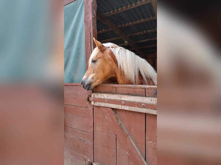 Haflinger Mare 17 years 14,2 hh Chestnut-Red in Obernbreit