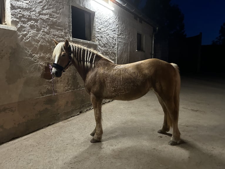 Haflinger Mare 17 years 14,2 hh Chestnut-Red in Obernbreit