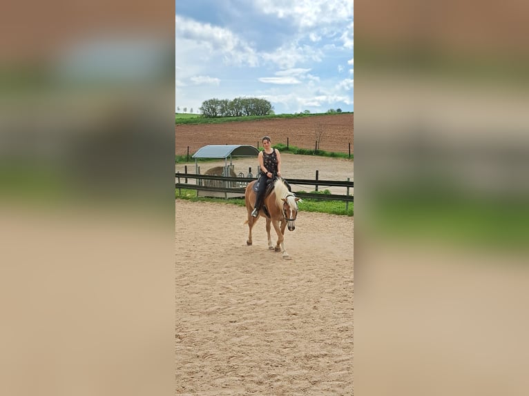 Haflinger Mare 17 years 14,2 hh Chestnut-Red in Marburg Elnhausen