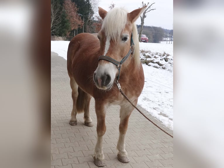 Haflinger Mare 17 years 14.2 hh Chestnut-Red in Triftern