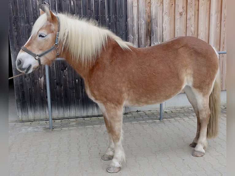 Haflinger Mare 17 years 14.2 hh Chestnut-Red in Triftern