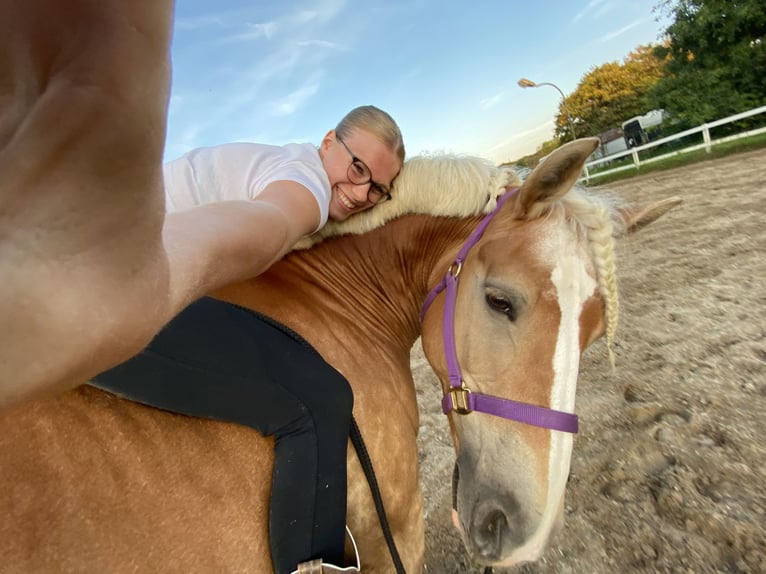 Haflinger Mare 17 years 14,2 hh Chestnut-Red in Hilden