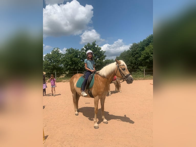 Haflinger Mare 17 years 14,3 hh Palomino in Quirnbach