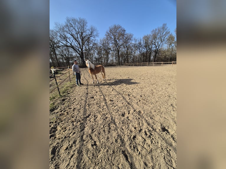 Haflinger Mare 17 years 14,2 hh Chestnut-Red in Vienenburg