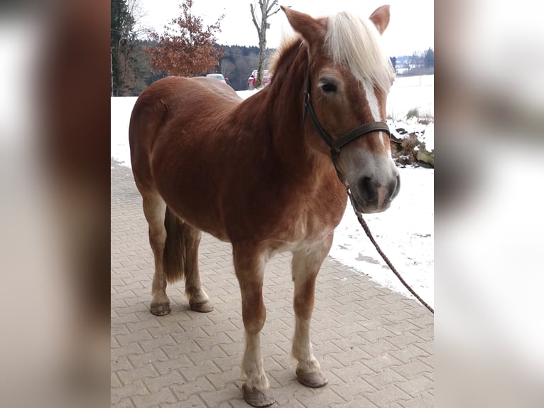Haflinger Mare 17 years 14,2 hh Chestnut-Red in Triftern