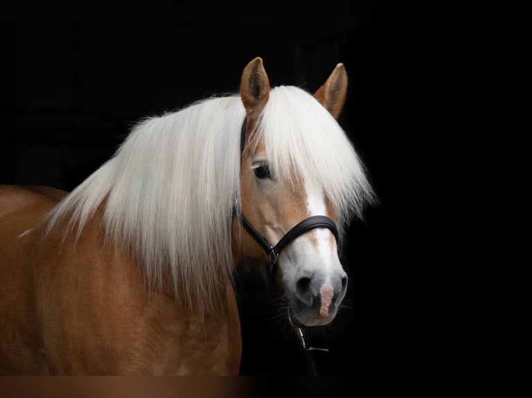 Haflinger Mare 17 years 14,2 hh in Krefeld