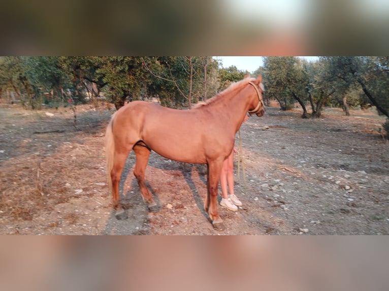 Haflinger Mare 18 years 13,2 hh Chestnut-Red in Poggio Nativo