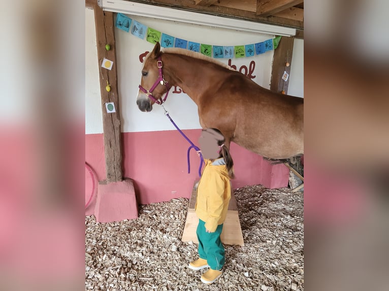 Haflinger Mare 18 years 13.3 hh Chestnut-Red in Leutkirch im Allgäu