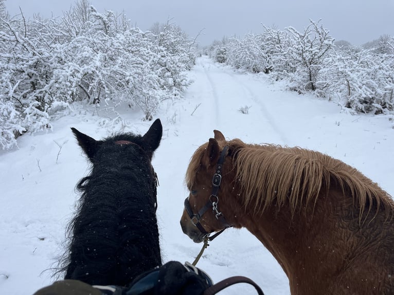 Haflinger Mix Mare 18 years 13,2 hh Chestnut-Red in Unstrut-Hainich OT Weberstedt