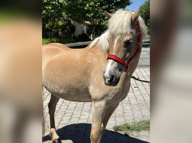 Haflinger Mare 18 years 14.2 hh Brown-Light in Perlesreut