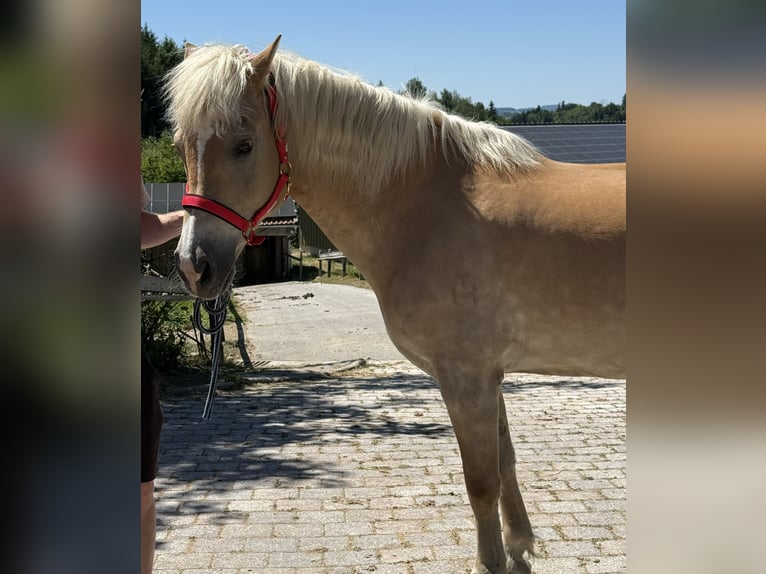 Haflinger Mare 18 years 14.2 hh Brown-Light in Perlesreut
