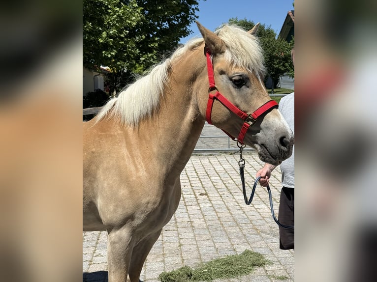 Haflinger Mare 18 years 14.2 hh Brown-Light in Perlesreut