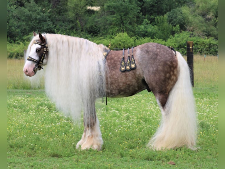 Haflinger Mare 18 years 14 hh Chestnut in Anderson