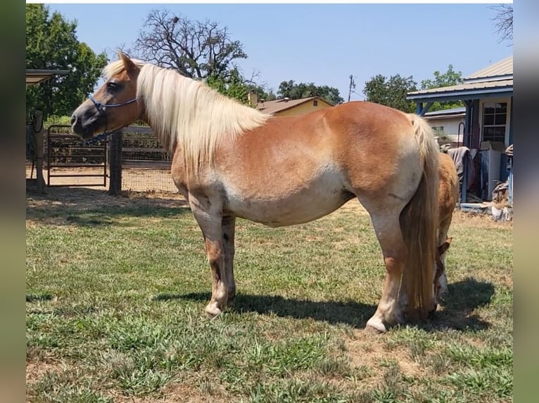 Haflinger Mare 18 years 14 hh Chestnut in Anderson