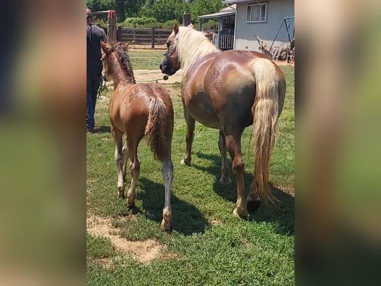 Haflinger Mare 18 years 14 hh Chestnut in Anderson