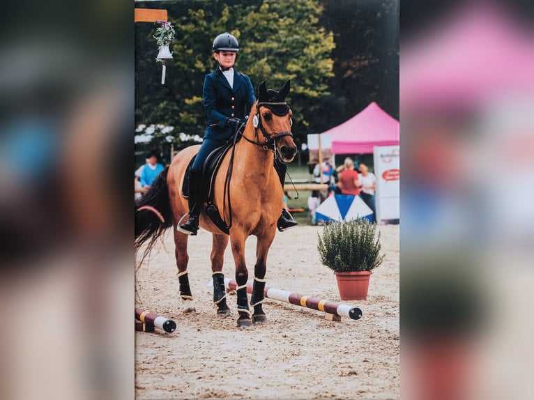 Haflinger Mix Mare 18 years 14,1 hh Dun in Unterf&#xF6;hring