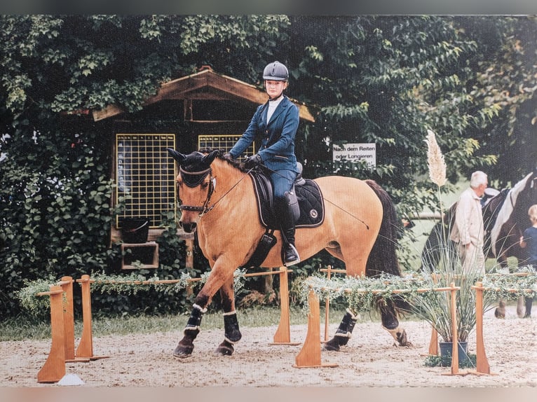 Haflinger Mix Mare 18 years 14,1 hh Dun in Unterf&#xF6;hring