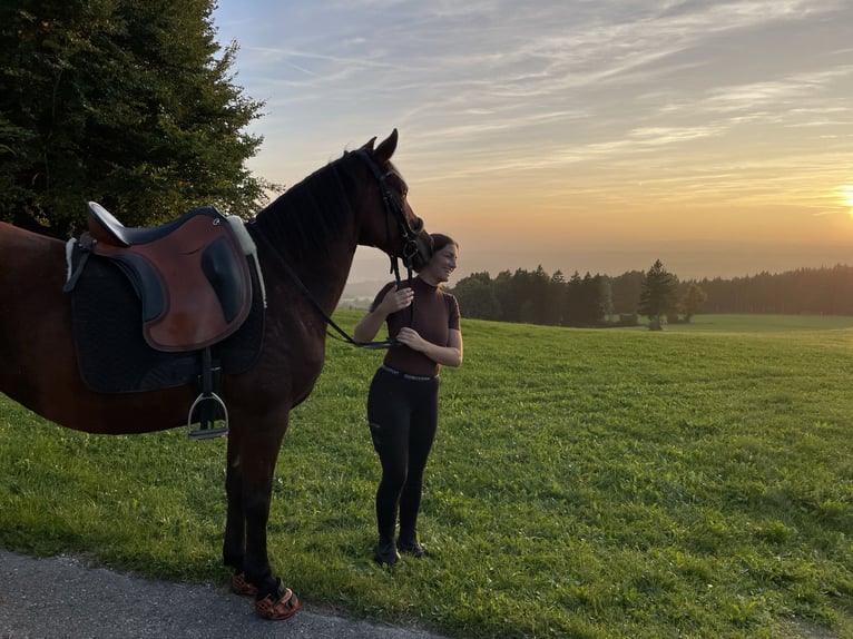 Haflinger Mix Mare 18 years Chestnut in Marktoberdorf