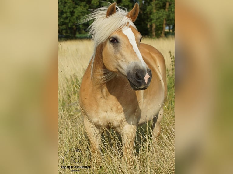 Haflinger Mare 18 years in Luckau