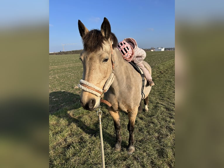 Haflinger Mix Mare 19 years 13.2 hh Dun in Rodgau