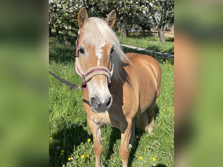 Haflinger Mare 19 years 14.2 hh Chestnut-Red in Neunkirchen