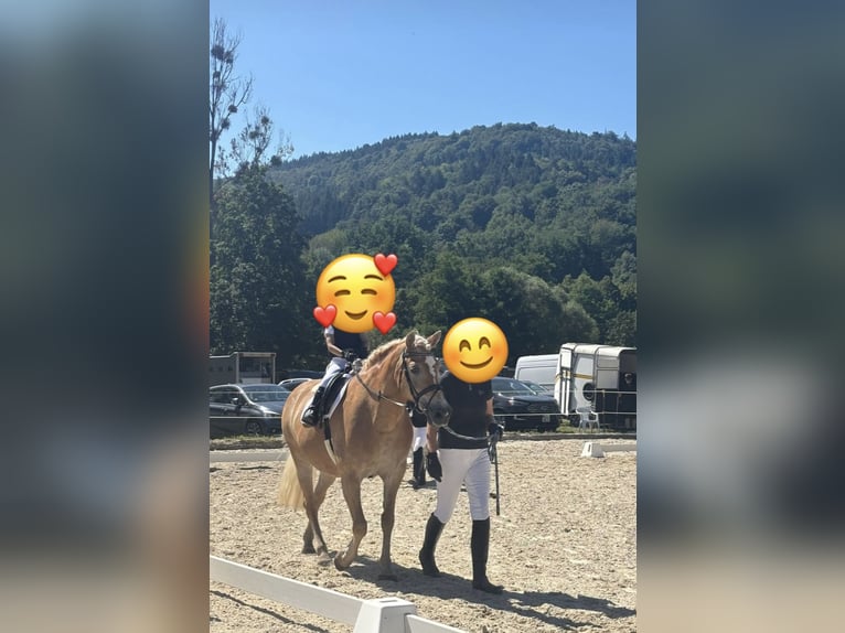 Haflinger Mare 19 years 14.2 hh Chestnut-Red in Neunkirchen