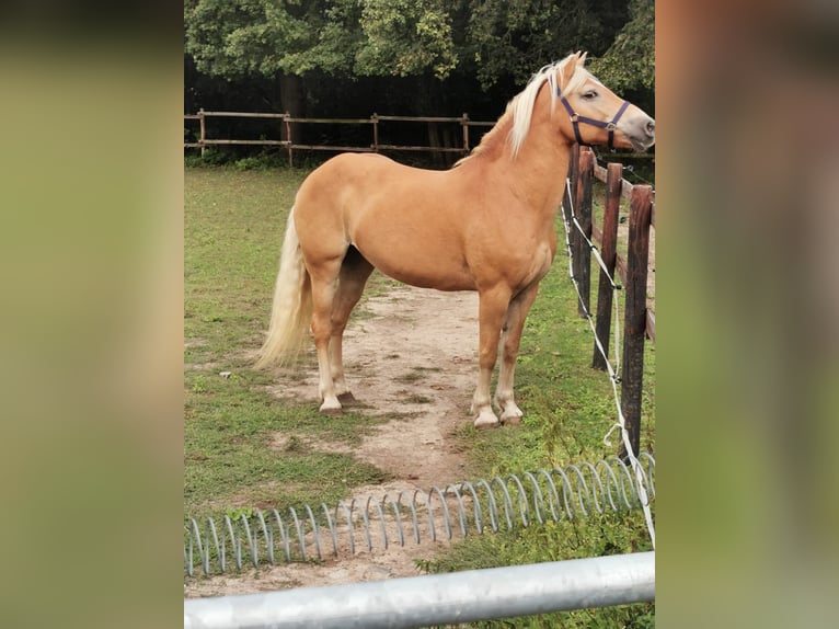 Haflinger Mare 19 years 14,3 hh Chestnut-Red in Vienenburg