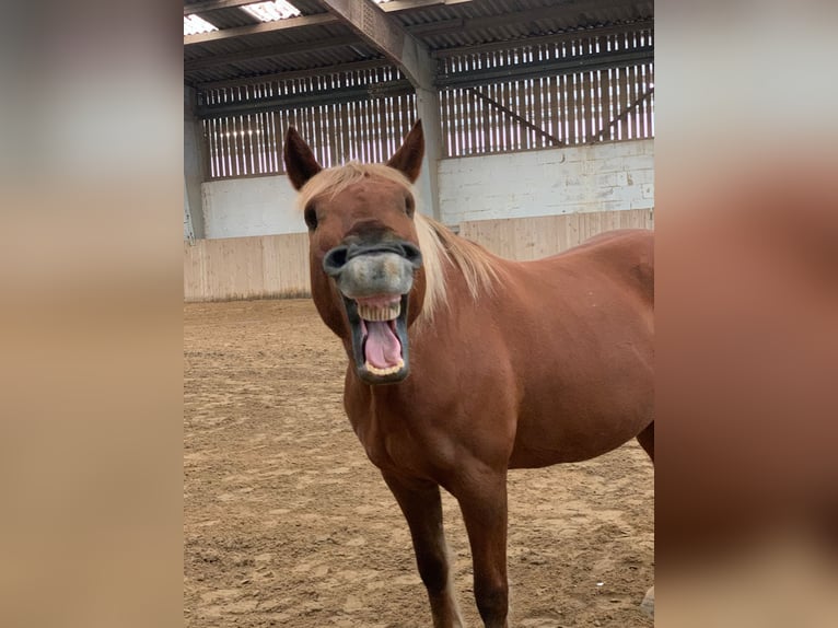 Haflinger Mix Mare 19 years 14 hh Chestnut-Red in Nidderau